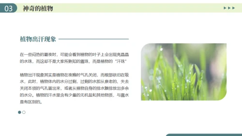 植物介绍笔记植物分类知识科普通用PPT模板