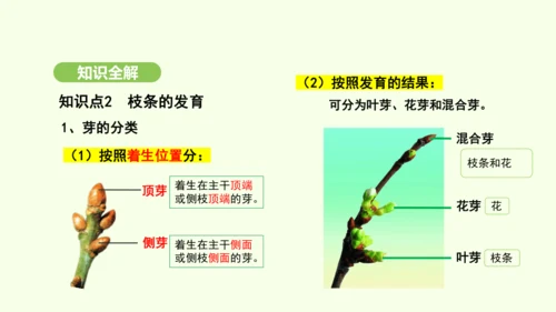 第三单元-第一章-第二节-植株的生长课件-2024-2025学年七年级生物下学期人教版(2024)(