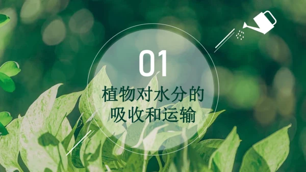 3.3  绿色植物与生物圈的水循环 课件-2023-2024学年人教版生物七年级上册(共23张PPT