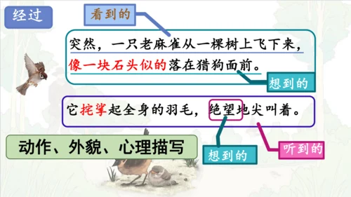 第16课《麻雀》课件