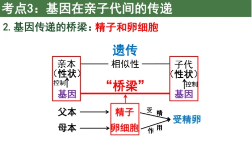 八下 第七单元复习课件(共58张PPT)