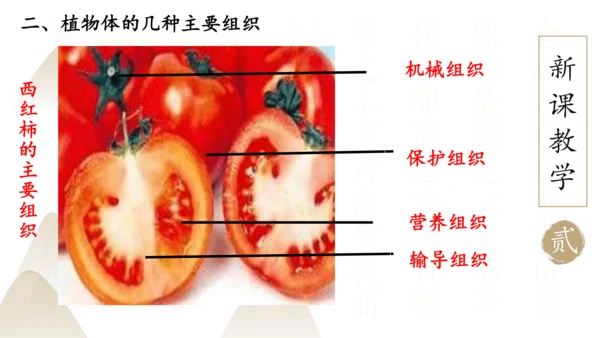 2.2.3 植物体的结构层次2023-2024学年七年级生物上册精品课件（人教版）(共18张PPT)