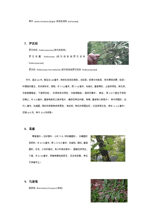 衡山植物园实习植物汇总模板