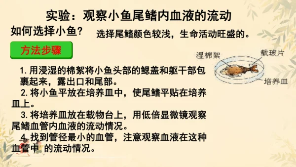 初中生物学人教版（新课程标准）七年级下册4.2 血流的管道──血管课件(共16张PPT)