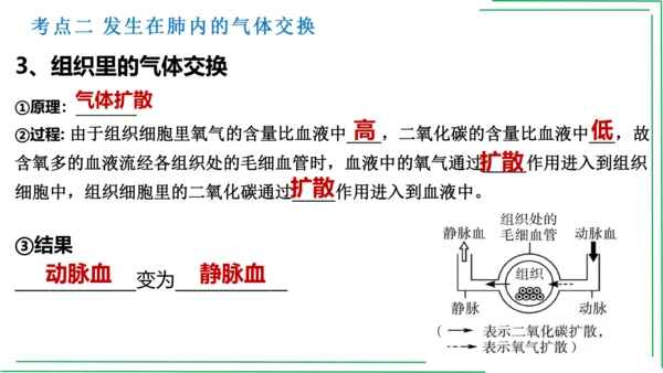 七年级下册 第三章 人体的呼吸【2023春人教七下生物期中期末复习课件】(共28张PPT)