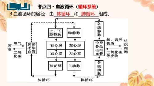 第四单元第四章人体内物质的运输 复习课件(共23张PPT)人教版七年级下册