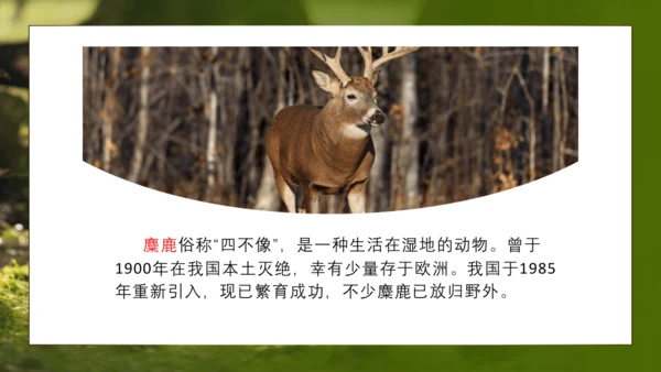 人教版生物八年级上册6.3《保护生物的多样性》课件(共27张PPT)