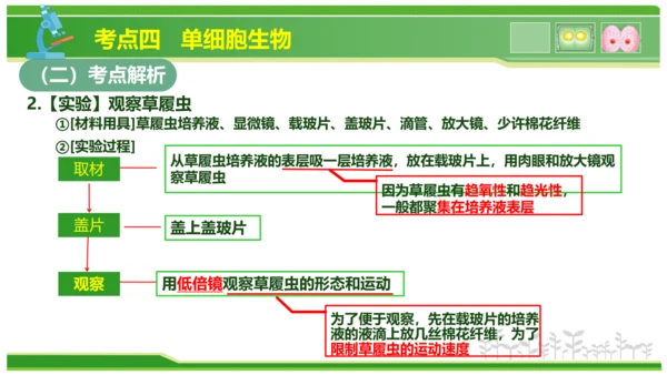 第三章从细胞到生物体（串讲课件）-七年级生物上学期期中考点大串讲（人教版2024）(共40张PPT)