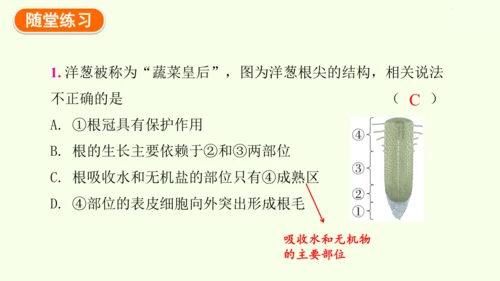 3.1.2植株的生长-七年级生物下学期同步精品课件（2024人教版）(共26张PPT)