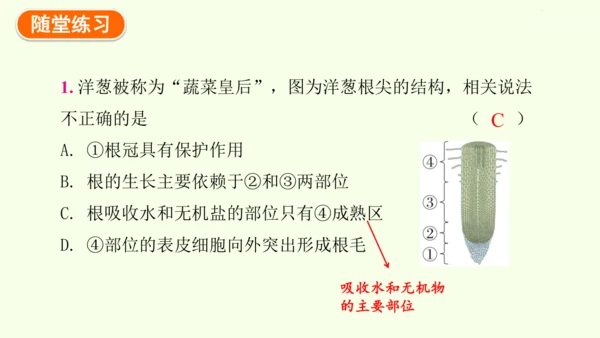 3.1.2植株的生长-七年级生物下学期同步精品课件（2024人教版）(共26张PPT)