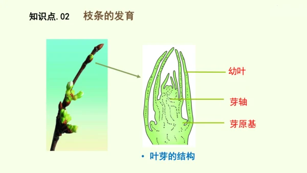 3.1.2植株的生长-七年级生物下学期同步精品课件（2024人教版）(共26张PPT)