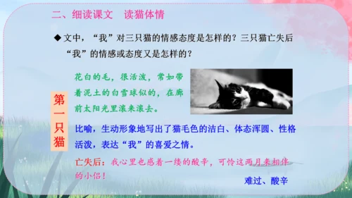 17《猫》课件