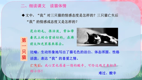 17《猫》课件