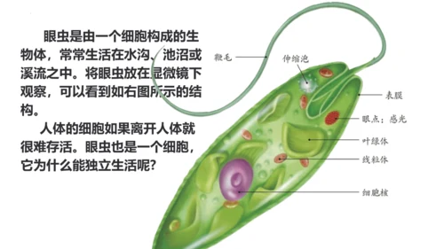 人教版生物七年级上册1.3.4 单细胞生物 教学课件（共22张ppt）+视频素材
