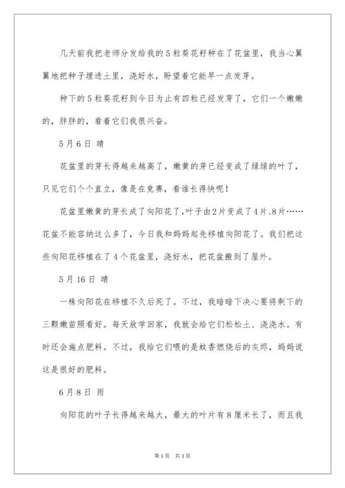 2022向日葵观察日记.docx