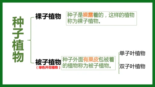 人教版（2024）七年级上册2.1.2 种子植物 课件(共32张PPT)+视频素材