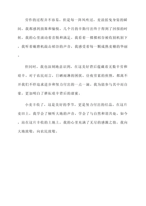 收小麦丰收的感想