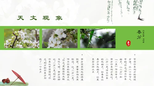 春分春天的白花通用PPT模板