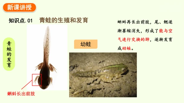 7.1.3两栖动物的生殖和发育-八年级生物人教版下学期同步精品课件(共31张PPT)