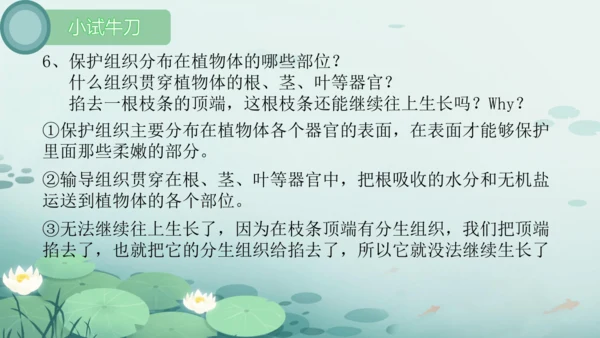 人教版（2024）七年级上册1.3.1植物体的结构层次 课件(共23张PPT)