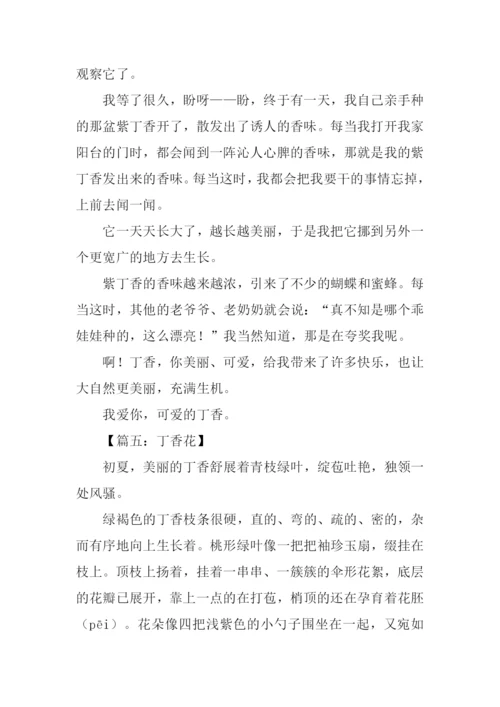 写丁香花的作文.docx