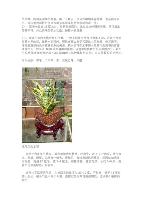 适合水培花卉的品种.docx