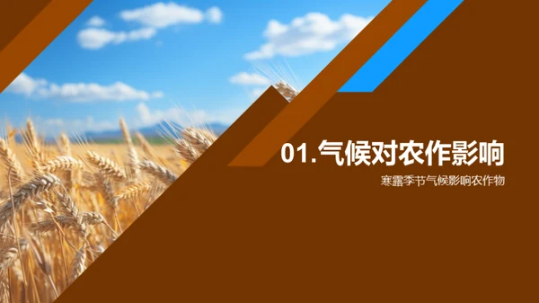 寒露农业应对策略