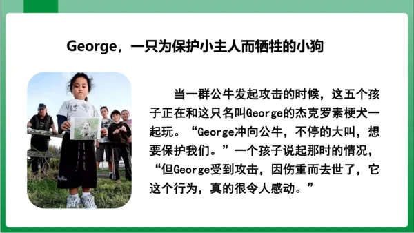 17.动物笑谈（课件）【2023秋人教七上语文高效实用备课】(共33张PPT)