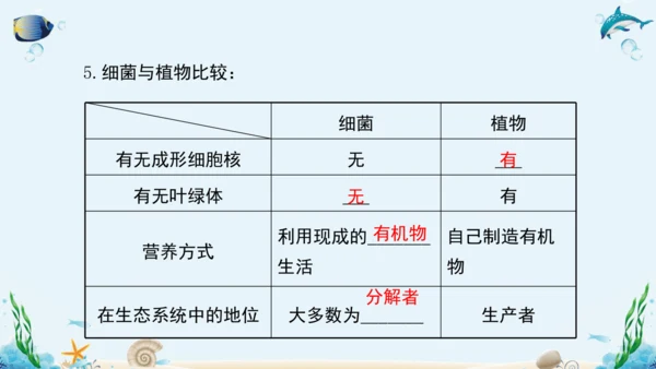 人教版八年级生物上册5.4《细菌和真菌》复习课件（含31张ppt）