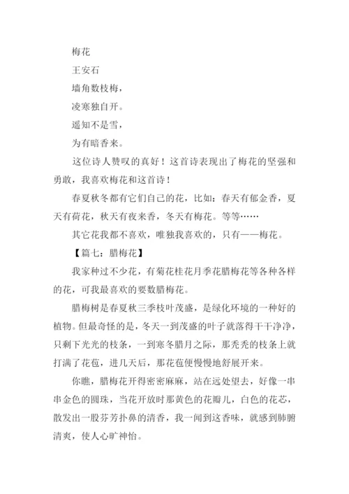 描写梅花的作文300字.docx
