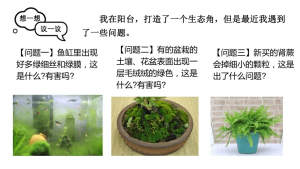 2.1.1藻类、苔藓植物和蕨类植物-七年级生物上学期同步优质课件（人教版2024）(共26张PPT)