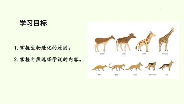 7.3.3生物进化的原因-八年级生物人教版下学期同步精品课件(共44张PPT)