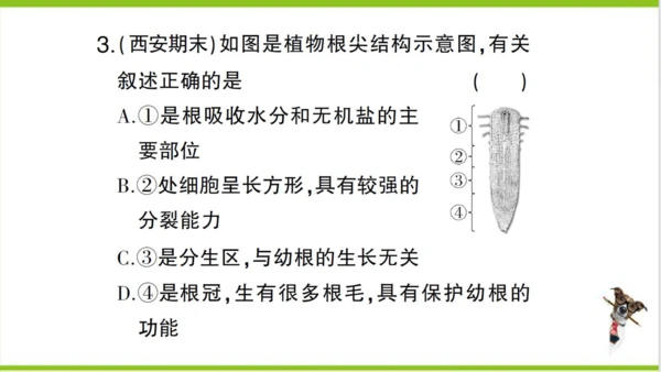 【掌控课堂-创优作业】人教版生物七(上)第三单元 第二章 被子植物的一生 微专题四 被子植物的一生 