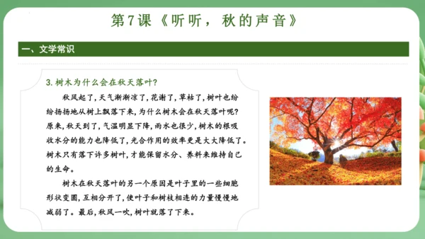 统编版2024三年级语文上册第二单元复习   课件