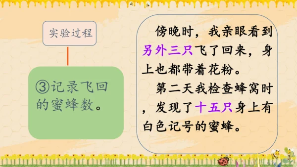14《蜜蜂》课件