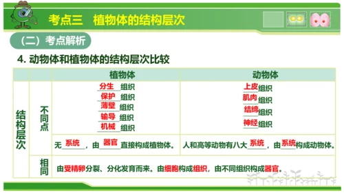 第三章从细胞到生物体（串讲课件）-七年级生物上学期期中考点大串讲（人教版2024）(共40张PPT)