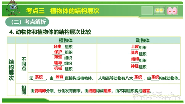 第三章从细胞到生物体（串讲课件）-七年级生物上学期期中考点大串讲（人教版2024）(共40张PPT)