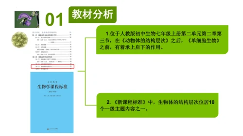 2.2.3植物体的结构层次 【说课课件】2023--2024学年人教版生物七年级上册(共42张PPT