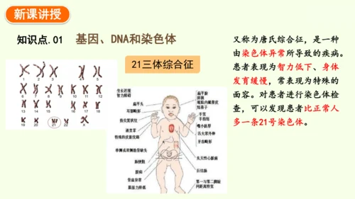 7.2.2基因在亲子代间的传递-八年级生物人教版下学期同步精品课件(共24张PPT)