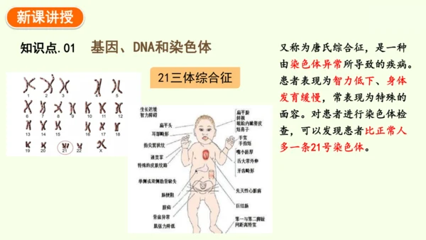 7.2.2基因在亲子代间的传递-八年级生物人教版下学期同步精品课件(共24张PPT)