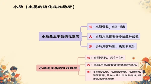 人教版（新课程标准）七年级下册4.2.2 消化和吸收课件(共22张PPT)