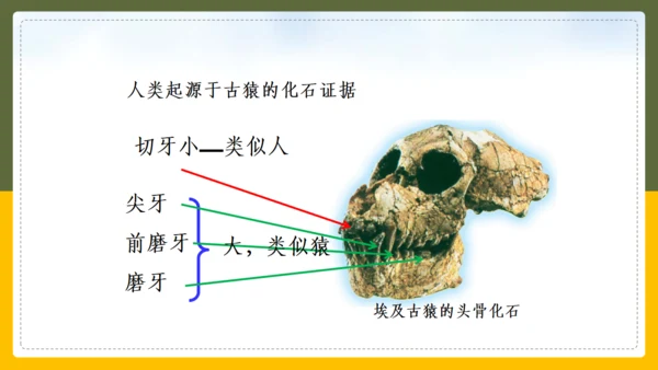 人类的起源和进化生物课通用PPT课件