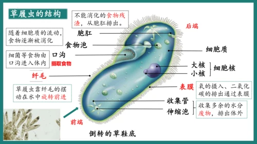 第一单元第三章从细胞到生物体（复习课件）-七年级生物上册同步教学精制课件（人教版2024）(共44张