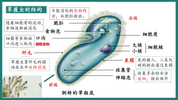 第一单元第三章从细胞到生物体（复习课件）-七年级生物上册同步教学精制课件（人教版2024）(共44张