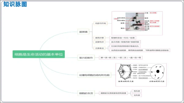 【2023秋人教七上生物期中复习考点梳理串讲+临考押题】第一章 细胞是生命活动的基本单位（串讲课件）