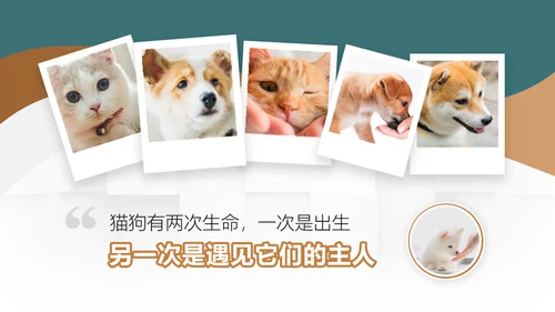 宠物领养猫咪通用PPT模板