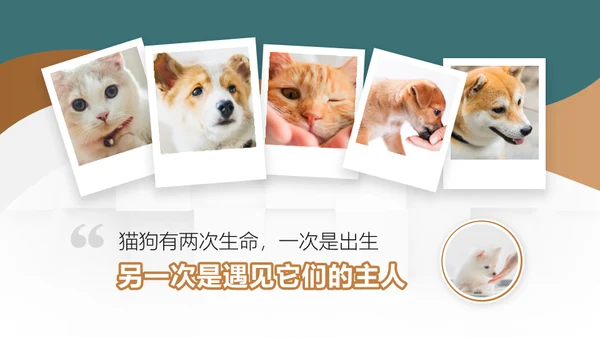宠物领养猫咪通用PPT模板