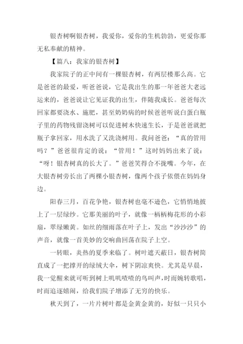 有关银杏树的作文.docx