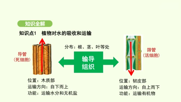 第三单元-第二章-第一节-水的利用与散失课件-2024-2025学年七年级生物下学期人教版(2024
