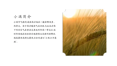 金色麦穗丰收的稻谷小满通用PPT模板